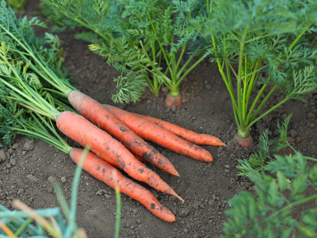 Ferske gulrøtter fra Totengrønt